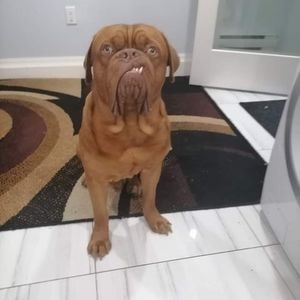 Meet your Posher, Steven